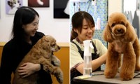Người vi phạm bị phạt nặng thế nào sau khi Hàn Quốc thông qua dự luật cấm ăn thịt chó?