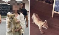 Một phụ nữ Trung Quốc bị bắt giữ vì nuôi sư tử trong phòng khách sạn ở Thái Lan