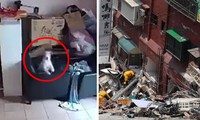 Video chú chó cảm nhận được động đất ở Đài Loan từ trước khi thảm họa xảy ra
