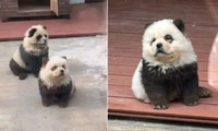 Sở thú ở Trung Quốc thừa nhận “biến hình” chó thành gấu trúc, giải thích thế nào?