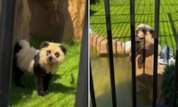 “Gấu panda” trong sở thú ở Trung Quốc bất ngờ sủa gâu gâu, khách tham quan giận dữ