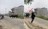 Video tê giác 2,5 tấn hùng hục đuổi người đi đường, gây náo loạn khu phố ở Nepal