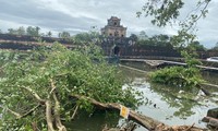 Thừa Thiên - Huế: Trạm xe buýt bị hư hại, cây xà cừ trăm tuổi bật gốc vì bão số 13