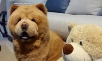 Mời bạn gặp Chowder - chú chó giống hệt gấu bông siêu to khổng lồ