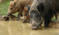 Đảo thiêng của Malaysia bị lợn rừng &apos;xâm lược&apos; và tàn phá