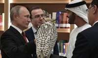 Tổng thống Nga tặng chim ưng quý hiếm cho Thái tử UAE. Ảnh: Sputnik