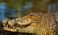 Bé gái 11 tuổi chọc vào mắt cá sấu để cứu bạn ở Zimbabwe
