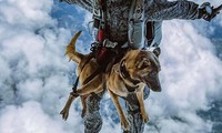 Ảnh minh họa: Một chú chó cứu hộ của Columbia đang đổ bộ từ trên không