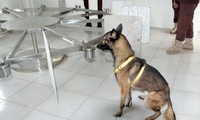 Một con chó nghiệp vụ Campuchia đang được huấn luyện đánh hơi phát hiện bệnh nhân Covid-19. Ảnh: Facebook ông Heng Ratana