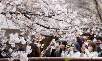 Giới trẻ Nhật Bản thích thú chụp ảnh dưới những tán hoa anh đào đẹp mê mẩn