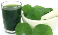 Thứ rau dại được ví như ‘sâm xanh’ giúp dưỡng gan thận cực tốt, nhưng không phải ai cũng dùng được