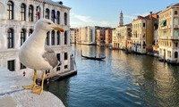 Chim hải âu giật đồ ăn, tấn công du khách ở Venice