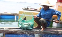 Cá bớp nuôi lồng bè ở Dung Quất sắp thu hoạch bị chết hàng loạt - ảnh Ng. Ngọc