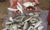 Buông câu mùa biển động ở vùng biển Quảng Ngãi - ảnh Nguyễn Ngọc 