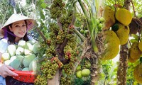 Phát &apos;sốt&apos; với vườn cây sai trĩu quả của Việt Trinh