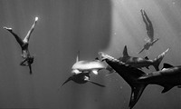 Rùng mình khi người mẫu khỏa thân, không đồ bảo hộ bơi giữa đàn cá mập để chụp ảnh