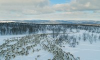 Cảnh di cư ngoạn mục của hàng ngàn con tuần lộc ở xứ sở mùa đông thần tiên