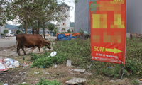 Sau phân lô bán nền, loạt khu đô thị kiểu mẫu thành nơi thả bò, trồng rau 