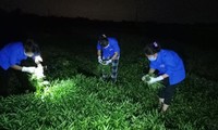 Thanh niên tình nguyện chong đèn hái rau cho bà con nông dân Phúc Thọ trong đêm.