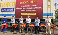 Tiền Giang lần đầu xuất khẩu dừa tươi sang Trung Quốc