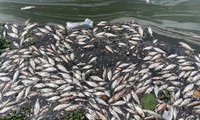 Lại xuất hiện tình trạng cá chết ở hồ Tây