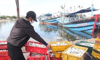 Đà Nẵng thêm 76 ca dương tính, chuỗi lây nhiễm từ cảng cá nguy cơ rất cao