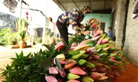 Người trồng hoa ly ở xã Song Mai mong muốn việc tiêu thụ hoa thuận lợi trong vài ngày cận Tết