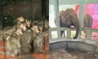 &quot;Lời khẩn cầu&quot; từ vườn thú Hà Nội: &quot;Đàn thú co ro ôm nhau trong giá rét&quot;, thực hư thế nào?