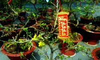 Mai bonsai “tí hon” chơi Tết hút khách ở Sài Gòn