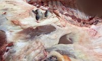 Lô thịt heo nhiễm bệnh bị tịch thu tiêu huỷ.