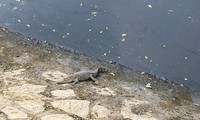 Người dân TPHCM tá hỏa khi thấy cá sấu phơi nắng trên kênh Lò Gốm 