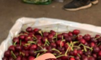 Người Việt được lợi mua cherry Mỹ giá rẻ vì chiến tranh Mỹ - Trung