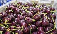Cherry Mỹ về Việt Nam giảm đến 40% so với năm ngoái