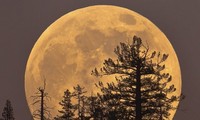 Siêu trăng - hiện tượng thiên nhiên thu hút sự chú ý của giới khoa học trong ngày 14/11.