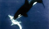 Cá voi sát thủ dùng chiêu độc khiến cá mập trắng… chết đuối