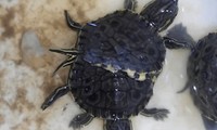 Tìm thấy rùa hai đầu độc đáo ở Cuba