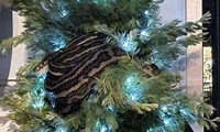 Thất kinh phát hiện trăn dài 3m quấn quanh cây thông Noel