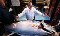Tận thấy con cá ngừ vây xanh nặng 276kg, giá hơn 41 tỉ đồng