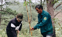Ca sĩ Hà Anh Tuấn trồng hai cánh rừng ở Lâm Đồng, Đà Nẵng