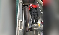 Con cá tầm 100 tuổi trên sông Detroit. Ảnh: CNN