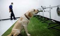 Chú chó được huấn luyện đánh hơi người mắc COVID-19. Ảnh: Reuters