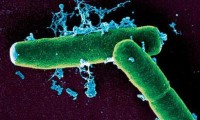 Bacillus anthracis, mầm bệnh gây ra bệnh than. Ảnh: Global Times