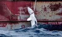 Bất ngờ về nguồn gốc hàng chục nghìn tấn vây cá mập nhập khẩu vào châu Á