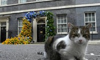 Mèo Larry sẽ đi đâu khi tân Thủ tướng Anh Liz Truss tiếp quản căn nhà số 10 phố Downing?