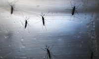 Đức tăng mạnh số ca mắc bệnh lây truyền do muỗi