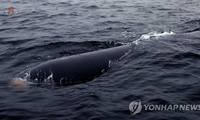 Triều Tiên thử vũ khí không người lái tấn công dưới nước mới