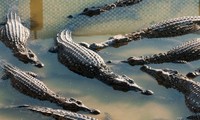 Hơn 70 con cá sấu xổng chuồng vì lũ lụt ở Trung Quốc