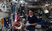 Tìm thấy quả cà chua &apos;mất tích&apos; suốt 8 tháng trên trạm vũ trụ ISS