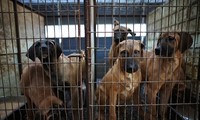 Quốc hội Hàn Quốc thông qua dự luật cấm bán thịt chó