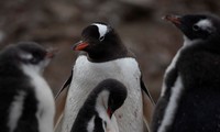 Virus cúm gia cầm lần đầu lan đến lục địa Nam Cực, đàn chim cánh cụt bị đe doạ